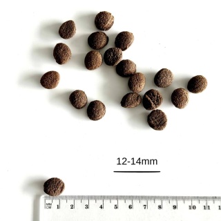 FARMA - Karma tłoczona na zimno Łosoś 2kg