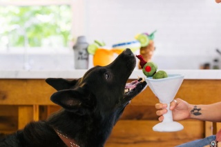 P.L.A.Y. - Zabawka dla psa drink Barktender Pawtini
